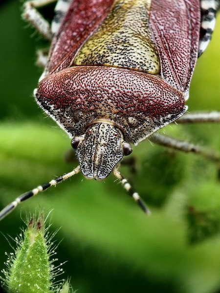 colycoris baccarum-02.jpg